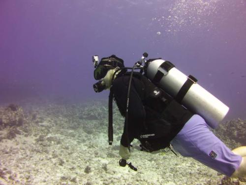 Day Diving In Kailua-Kona