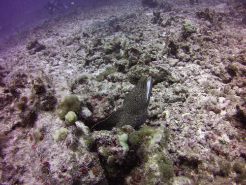 Diving in Kona 