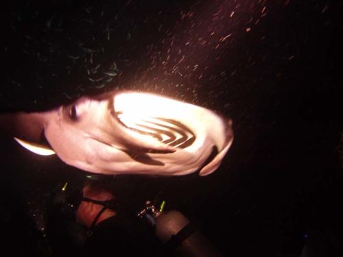 Night Diving in Kona with the Manta Rays
