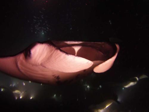 Night Diving in Kona with the Manta Rays